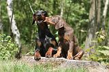 DOBERMANN 841